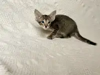 Котята породы петерболд, фотография 2