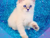 невские маскарадные котята-резерв, фотография 2