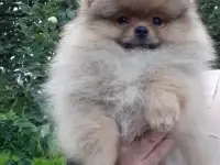 Померанский шпиц