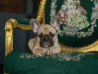 Милые французики, фотография 10