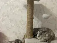 Шотландский котенок, фотография 3