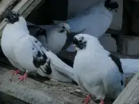 Продам голубей, фотография 3