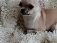 Чихуахуа мини мальчик., фотография 3