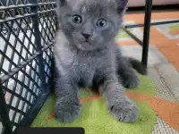 Продам 3 котят, фотография 3