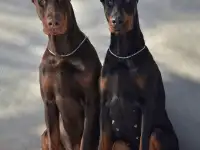 Щенки породы доберман, фотография 2