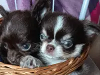 Чихуахуа мини ,мальчики, фотография 7