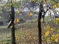 Срочно продам жилой дом, Гродненская область дятловский район д Денисова, фотография 6