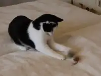 Домашний котенок 4мес. Умный, чуткий, заботливый, веселый, разговаривает, фотография 12