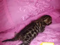 Шикарная бенгальская кошечка, фотография 6