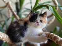 Очень красивые котята!!!, фотография 3