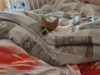 Чихуахуа девочка