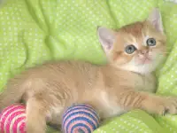 Шотландские котята ЗОЛОТАЯ ШИНШИЛЛА, фотография 2