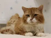 Благородный рыжий котейка Леонард в добрые ручки в дар!, фотография 3
