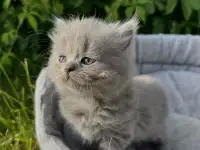 Шотландские котята, фотография 2