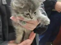 Два котенка шикарных