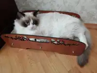 Котёнок Рэгдолл мальчик 6 мес. в любящую семью, фотография 2