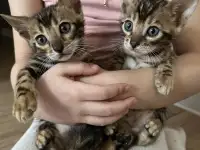 Бенгальские котята с родословной, фотография 3