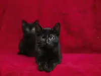 Черный котенок Блэкки в дар добрым сердцам!, фотография 6