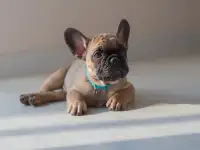 Милые французики, фотография 3