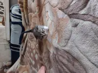 Котята в дар, фотография 4