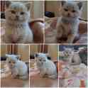 Продам породистых шатландских вислоухих котят, фотография 3