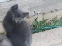 Отдам котят в добрые руки, фотография 4