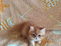 Экзотические котята