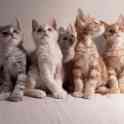 Котята Мейн КУН, фотография 2