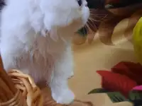 Продаётся персидский котёнок, девочка, фотография 2