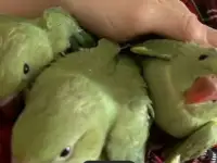 Продаю Попугая Ожирелого! Девочку