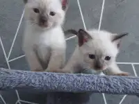 Сиамские (тайские) котята, фотография 4