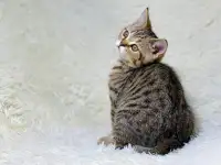 Шотландская прямоухая кошка, котенок страйт, окрас SFS 71 n24, фотография 5