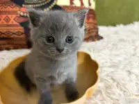 Британские котята