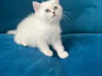 Британские котята, фотография 9
