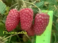 САЖЕНЦЫ КЛУБНИКИ - 50 сортов - купить  в Бресте  с питомника, фотография 11