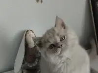 Британский котенок, мальчик и девочка, фотография 2
