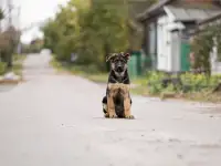 Щенки немецкие овчарки, фотография 2