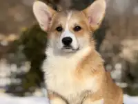 Щенки вельш-корги пемброк, фотография 2