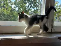 Котята, фотография 4