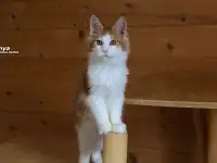 Мейн-кун  мальчик, фотография 4