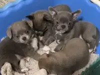 Чихуахуа лмлоывя девочки Д/Ш имальчик г/ш/, фотография 2