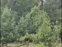 Участок в Беловежской пуще.