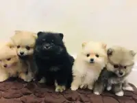 Щенки Шпица Мини