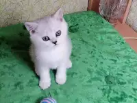 Британские котята, фотография 2