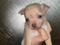 Малышка чихуахуа