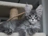 Котенок мейн-кун!, фотография 5