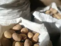 Продаётся домашний картофель урожая 2026