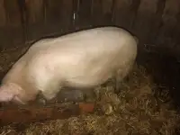 Кобанчик