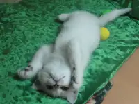 Британские котята, фотография 3