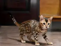 Лучшие бенгальские котята, фотография 7